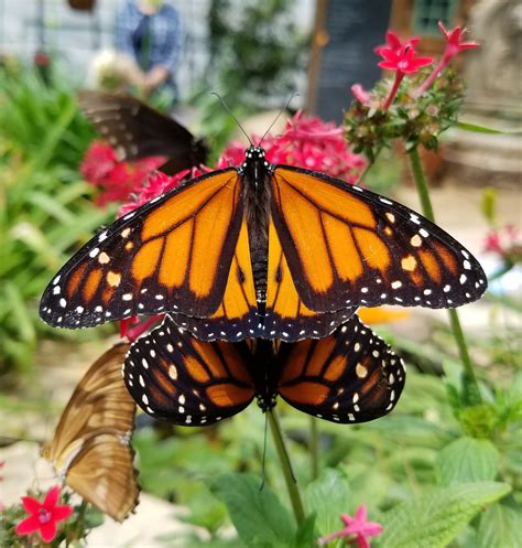 Thursday December 7 Monarch Butterflies Facts And Fate