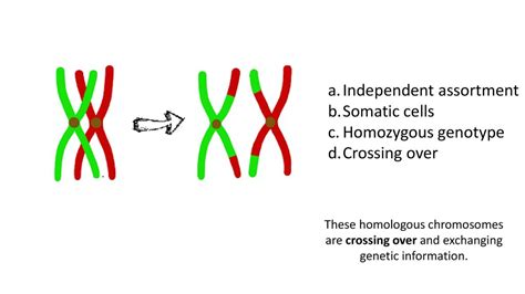 Somatic Cells Gametes Homologous Chromosomes D Sex Cells Ppt Download