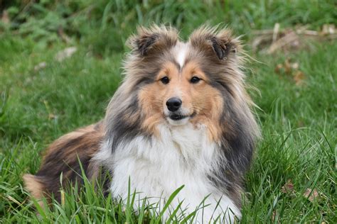 Shetland Sheepdog Of Sheltie Dit Moet Je Weten