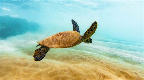 Spots You Re Guaranteed To Find Sea Turtles On Maui Video