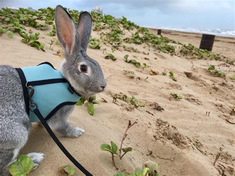 Beach Bunny Rrabbits