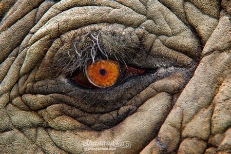 Shannon Wild Close Up Of An African Elephant Eye South Africa