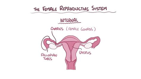 Leiomyoma Of Uterus Uterine Fibroid What Is It Causes Types