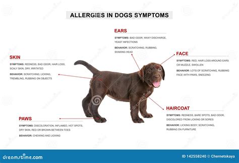 Cute Dog And List Of Allergies Symptoms Stock Photo Image Of Health