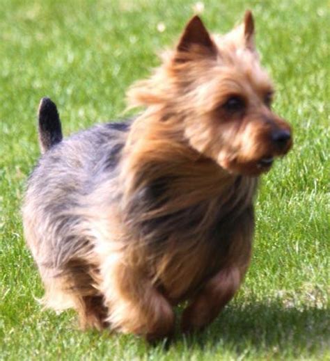Click here to view australian shepherd dogs in colorado for adoption. GCH Benayr Just for Kicks "Beckham" (Australian Terrier ...