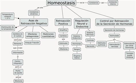 Homeostasis Mapa Conceptual Mientos
