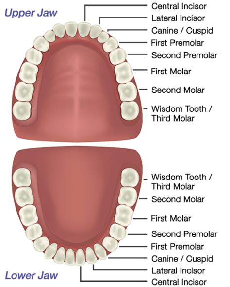 What Is Wisdom Teeth