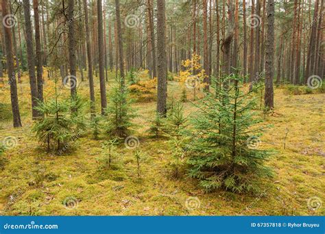 Pine Trees In Wild Autumn Coniferous Forest Reserve Park Nature Stock