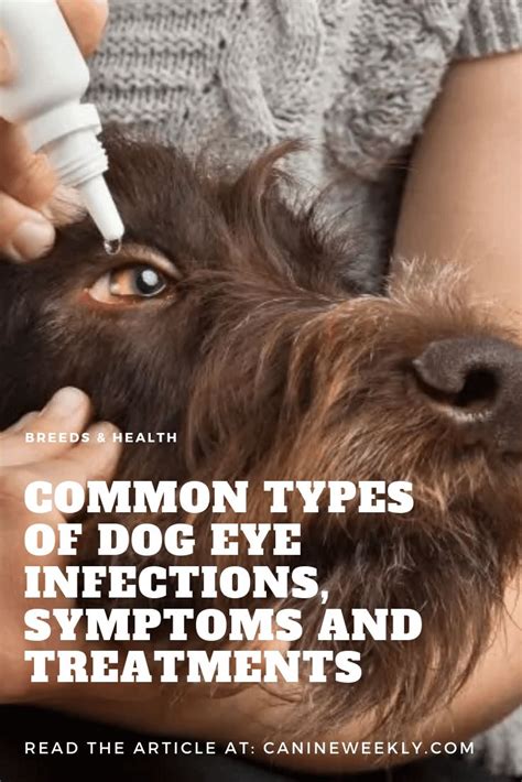 How To Help A Dog Eye Infection At Home Shandra Burkhart