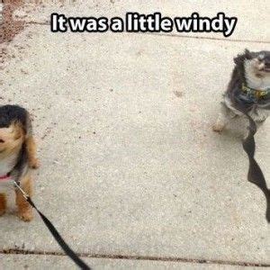 #idk what this is but im tired so just take it #windy meme #anon #ask. Funny Quotes about Windy Weather | Funny Quotes ...