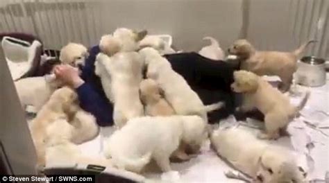 Facebook Video Shows Golden Retrievers Clambering All Over Their