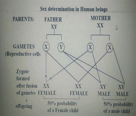 explain sex determination in human beings