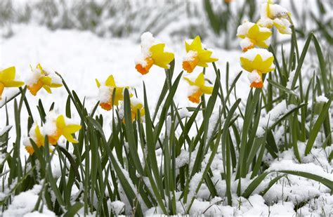 Gardeners Help Trees Flowers And Shrubs Recover From Winter Wsj