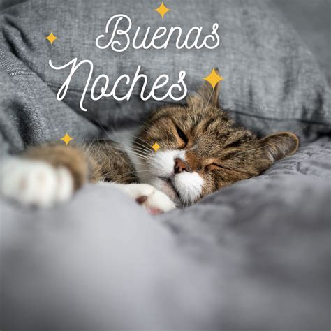 Top 170 Imágenes de gatitos deseando buenas noches Smartindustry mx