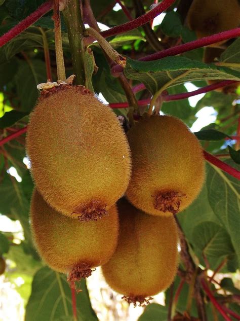Fuzzy Kiwi Actinidia Deliciosa Growing Fruit Trees Kiwi