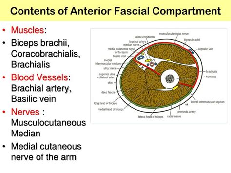 Ppt Muscles Of The Arm And Cubital Fossa Powerpoint Presentation Id