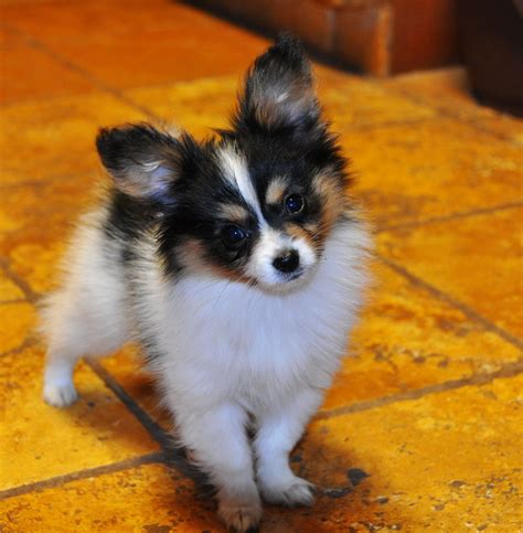 Roads End Papillons 10 Weeks Old Papillon Puppy