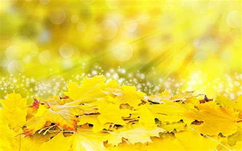 Yellow Leaves Fall Mac Wallpaper Download Allmacwallpaper