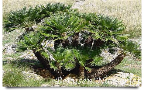 Mediterranean Fan Palm Naples
