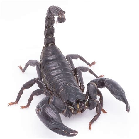 Asian Forest Scorpion Evolution Reptiles