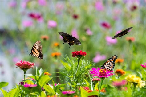 Everything You Need For Making A Beautiful Butterfly Garden Happysprout