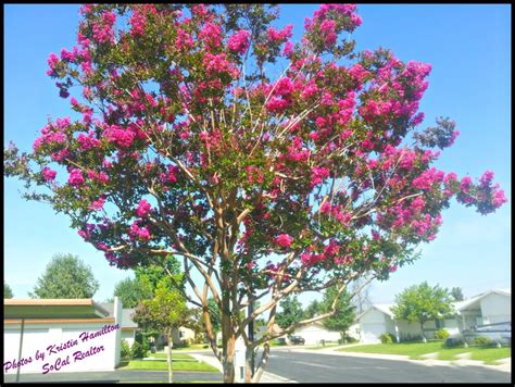 Flowering Trees Make Summer So Special