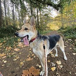 Find german shepherd in dogs & puppies for rehoming | find dogs and puppies locally for sale or adoption in canada : Tacoma, Washington - German Shepherd Dog. Meet Sadie, a for adoption. https://www.adoptapet.com ...