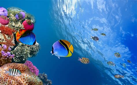 Ml Ocean Sea Water Coral Fish Underwater Phone Wallpapers