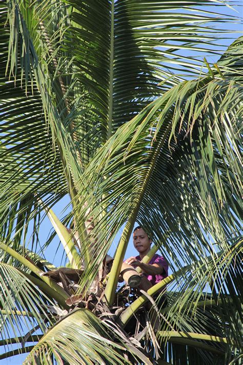 Harvesting The Coconut Flower Nectar To Start The Coconut