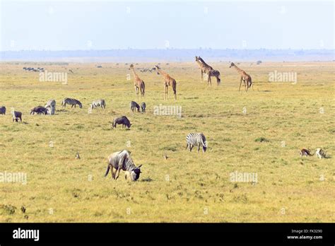 African Savannah With Different Animals Kenya Stock Photo Alamy