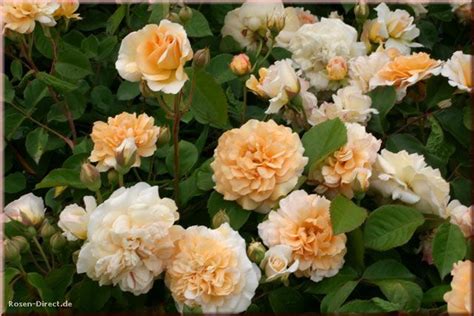 Rosa 'buff beauty' is an apricot hybrid musk rose cultivar, bred by ann bentall and introduced into great britain in 1939. rosa buff beauty | Róże