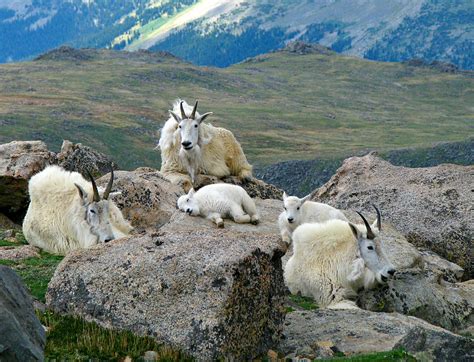 Mountain Goats In The Rocky Mountains By Carl Neufelder