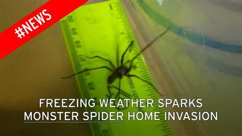 Millions Of These Giant Spiders To Invade Britains Homes As Icy
