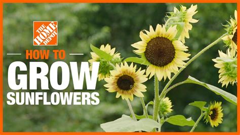 How To Plant And Grow Sunflowers Gardening Tips And Projects The Home