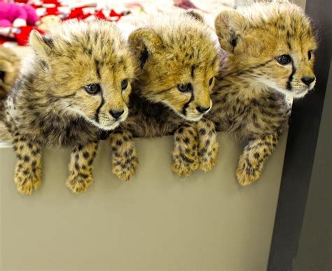 We Are Very Excited That 3 Of Our Cheetah Cubs Have Joined The Amazing