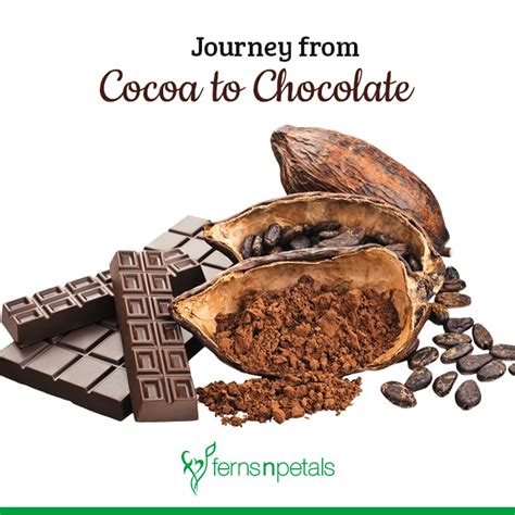 Journey Of Cocoa To Chocolate