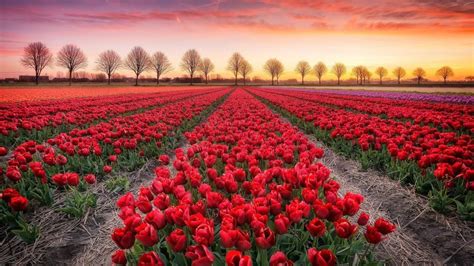 Free Download Tulip Farm In Noordoostpolder Wallpaper Backiee