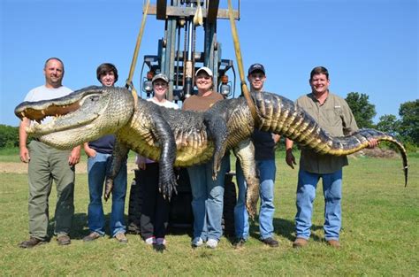 Caught Giant Alligators Break Records How Big Do Gators Get