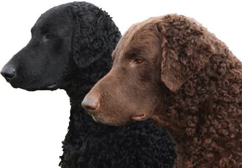 Curlies were very popular in england and were ears are pendant and covered with little curls. Curly-Coated Retriever Doh Picture - Doglers