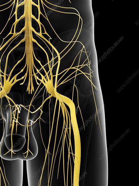 Nerves In Hip Artwork Stock Image F0093764 Science Photo Library