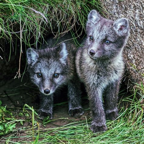 Top 186 Silver Fox Animal Images