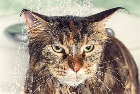 Wet Cat In The Bath Stock Photo Image Of Foam Kitty 96532640