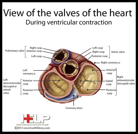 View Of The Valves Of The Heart Heart Valves Cardiology Nursing
