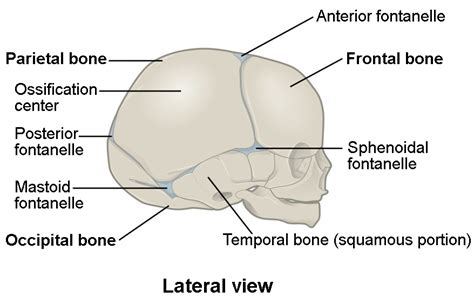 Sutures Anatomy
