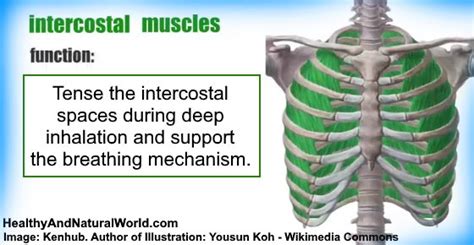 Intercostal Muscle Strain Causes Symptoms And Effective Treatments