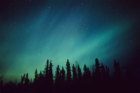 Northern Lights Over Black Spruce Photograph By Greg Hensel