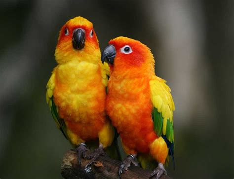 Top 10 Best Pet Birds List Of Beautiful Birds