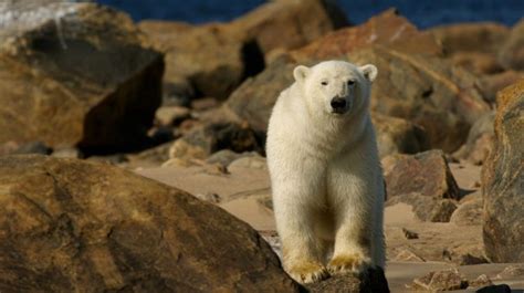 Whales And Polar Bears Experience By Grand American Adventures Bookmundi