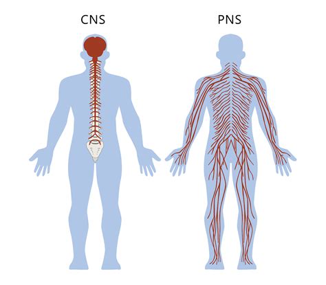 The nervous system monitors and coordinates internal organ function and responds to changes in the external environment. Nervous System | The Partnership in Education