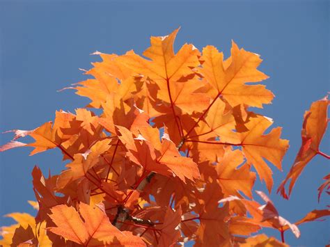 Orange Autumn Leaves Art Prints Blue Sky Photograph By Patti Baslee